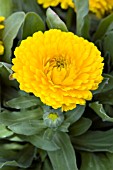 CALENDULA OFFICINALIS ZEN GOLDEN