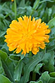 CALENDULA OFFICINALIS ZEN ORANGE