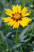 COREOPSIS HELIOT