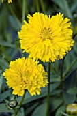 COREOPSIS GRANDIFLORA SANTA FE YELLOW