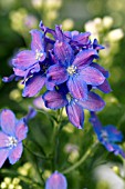 DELPHINIUM GRANDIFLORUM DELFIX BLUE