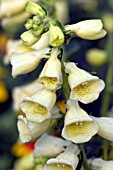 DIGITALIS GRANDIFLORA CRÈME BELLE