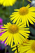 DORONICUM ORIENTALE LEONARDO