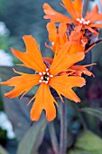 LYCHNIS ARKWRIGHTII LENGAI ORANGE