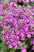 NEMESIA SAFARI VIOLET ROSE