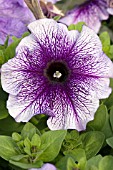 PETUNIA BRAVO BLUE VEINED