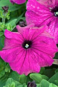 PETUNIA BRAVO PURPLE