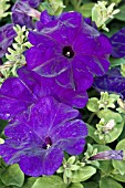 PETUNIA HURRAH BLUE