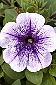 PETUNIA HURRAH BLUE VEINED