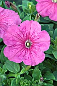 PETUNIA HURRAH PINK