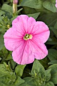 PETUNIA HURRAH PINK CHIFFON