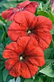 PETUNIA HURRAH RED