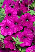 PETUNIA SANGUNA DEEP PURPLE