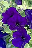 PETUNIA SANGUNA MIDNIGHT BLUE