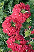 VERBENA MAGELANA DARK RED