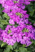 VERBENA MAGELANA LILAC