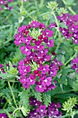 VERBENA MAGELANA PURPLE