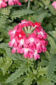 VERBENA OBSESSION CORAL EYE