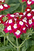 VERBENA OBSESSION CRIMSON EYE