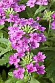 VERBENA OBSESSION LILAC