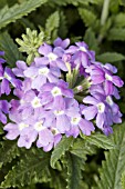 VERBENA OBSESSION LIGHT BLUE EYE