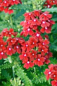 VERBENA OBSESSION RED