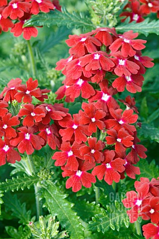 VERBENA_OBSESSION_RED