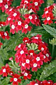 VERBENA OBSESSION RED WITH EYE