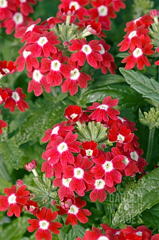 VERBENA_OBSESSION_RED_WITH_EYE