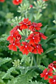 VERBENA OBSESSION SCARLET