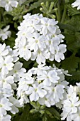 VERBENA OBSESSION WHITE