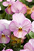 VIOLA CORNUTA GEM PINK ANTIQUE