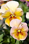 VIOLA WITTROCKIANA NATURE ANTIQUE SHADES