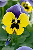VIOLA WITTROCKIANA NATURE BLUE AND YELLOW