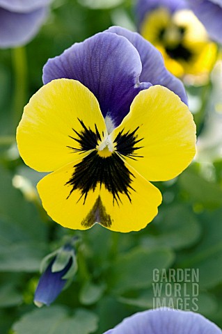 VIOLA_WITTROCKIANA_NATURE_BLUE_AND_YELLOW