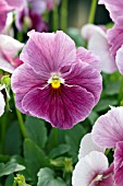 VIOLA WITTROCKIANA NATURE FROSTY ROSE