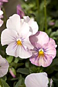 VIOLA WITTROCKIANA NATURE PINK SHADES