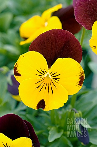 VIOLA_WITTROCKIANA_NATURE_RED_AND_YELLOW