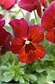 VIOLA WITTROCKIANA NATURE RED WITH BLOTCH