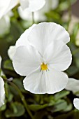 VIOLA WITTROCKIANA NATURE WHITE