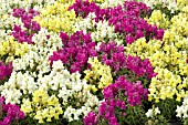 ANTIRRHINUM MAJUS SNAPSHOT MIX