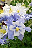 AQUILEGIA X CAERULEA SWAN BLUE