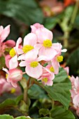 BEGONIA X HYBRIDA BABYWING PINK