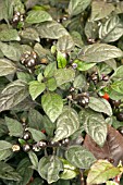 CAPSICUM ANNUUM BLACK PEARL