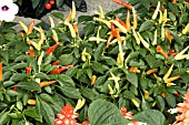 CAPSICUM ANNUUM CHILLY CHILI