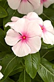 CATHARANTHUS ROSEUS TITAN BLUSH