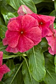 CATHARANTHUS ROSEUS TITAN BURGUNDY