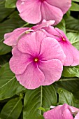 CATHARANTHUS ROSEUS TITAN LILAC