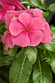 CATHARANTHUS ROSEUS TITAN PUNCH