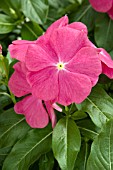 CATHARANTHUS ROSEUS TITAN ROSE